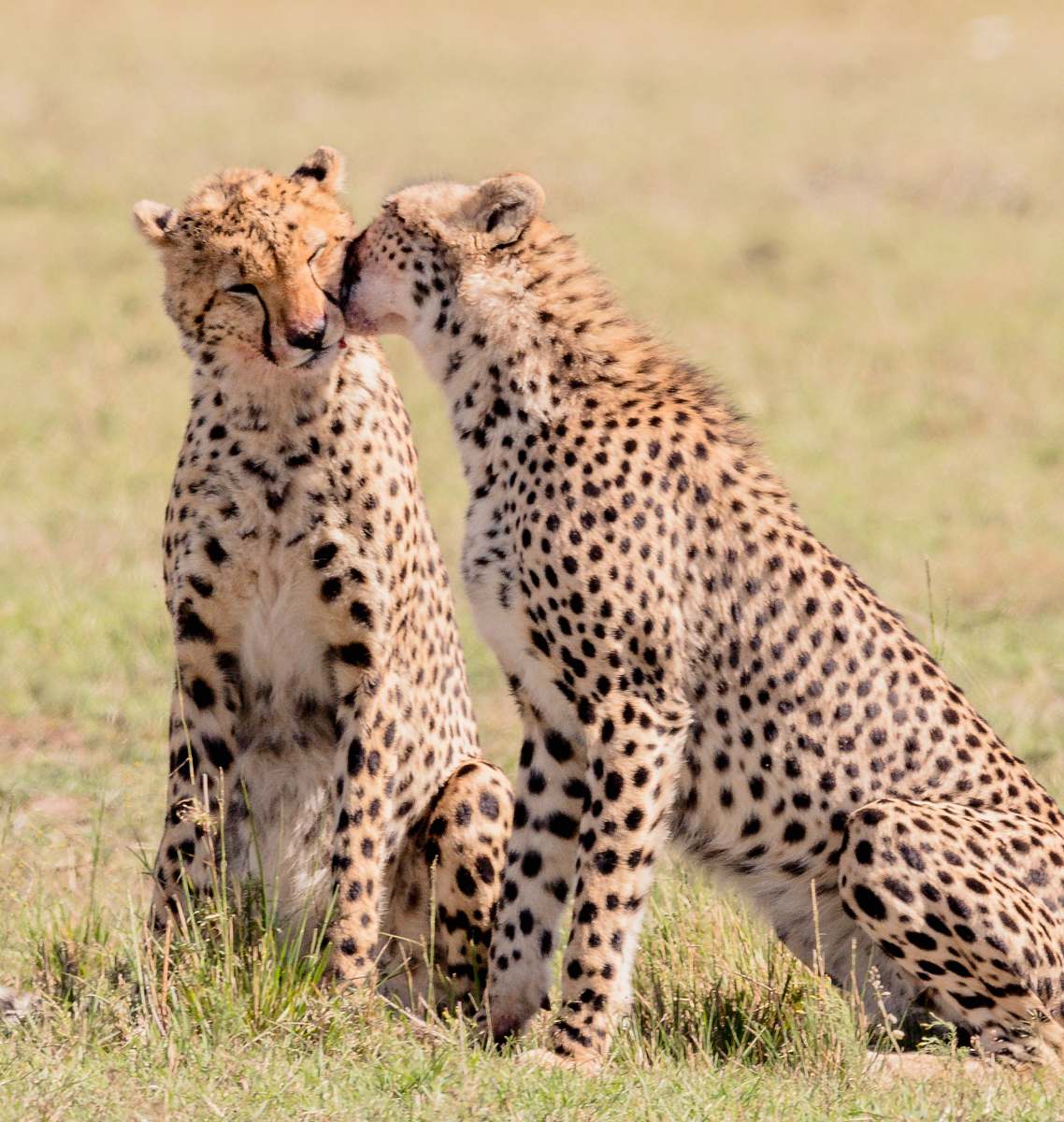 cheetah 2 cheetahs at field during daytime mammal