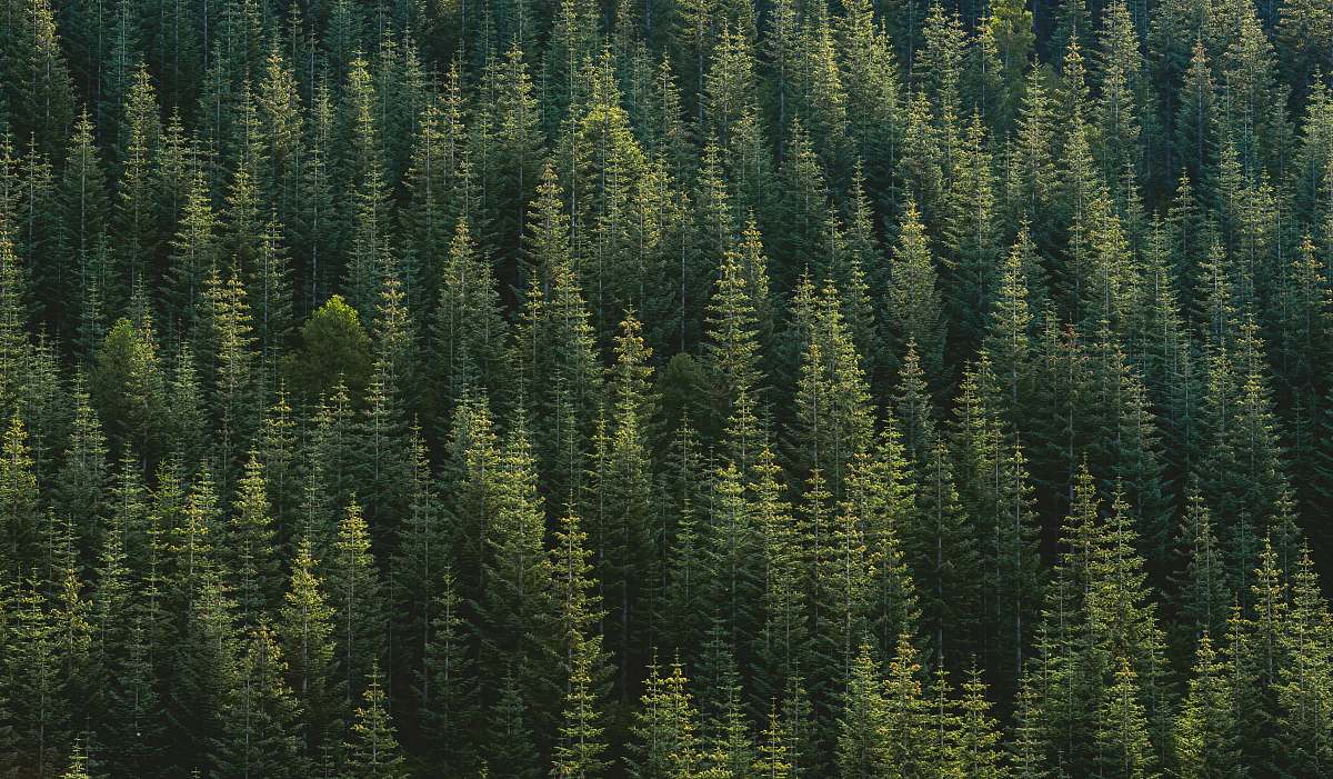 tree aerial photography of forest nature