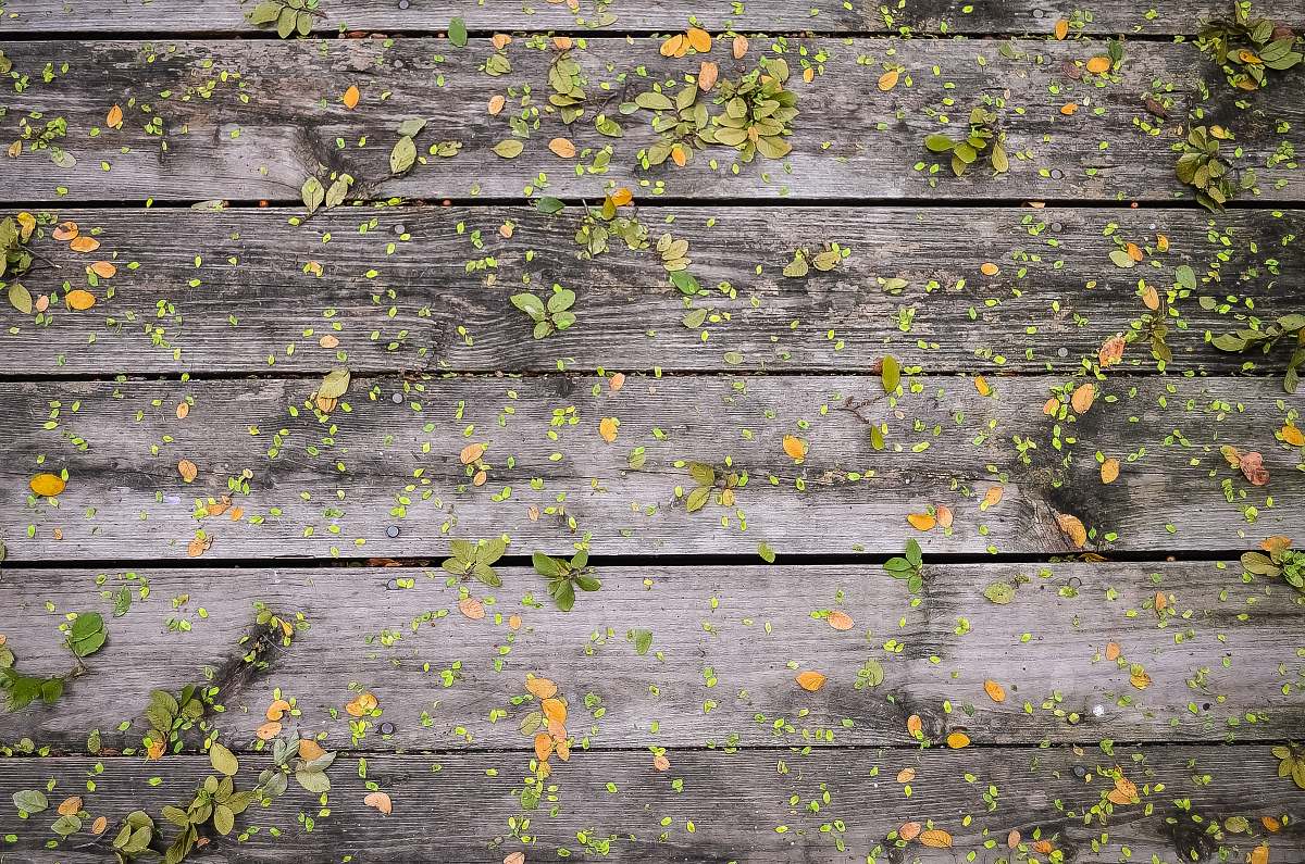 brick brown and green surface fall