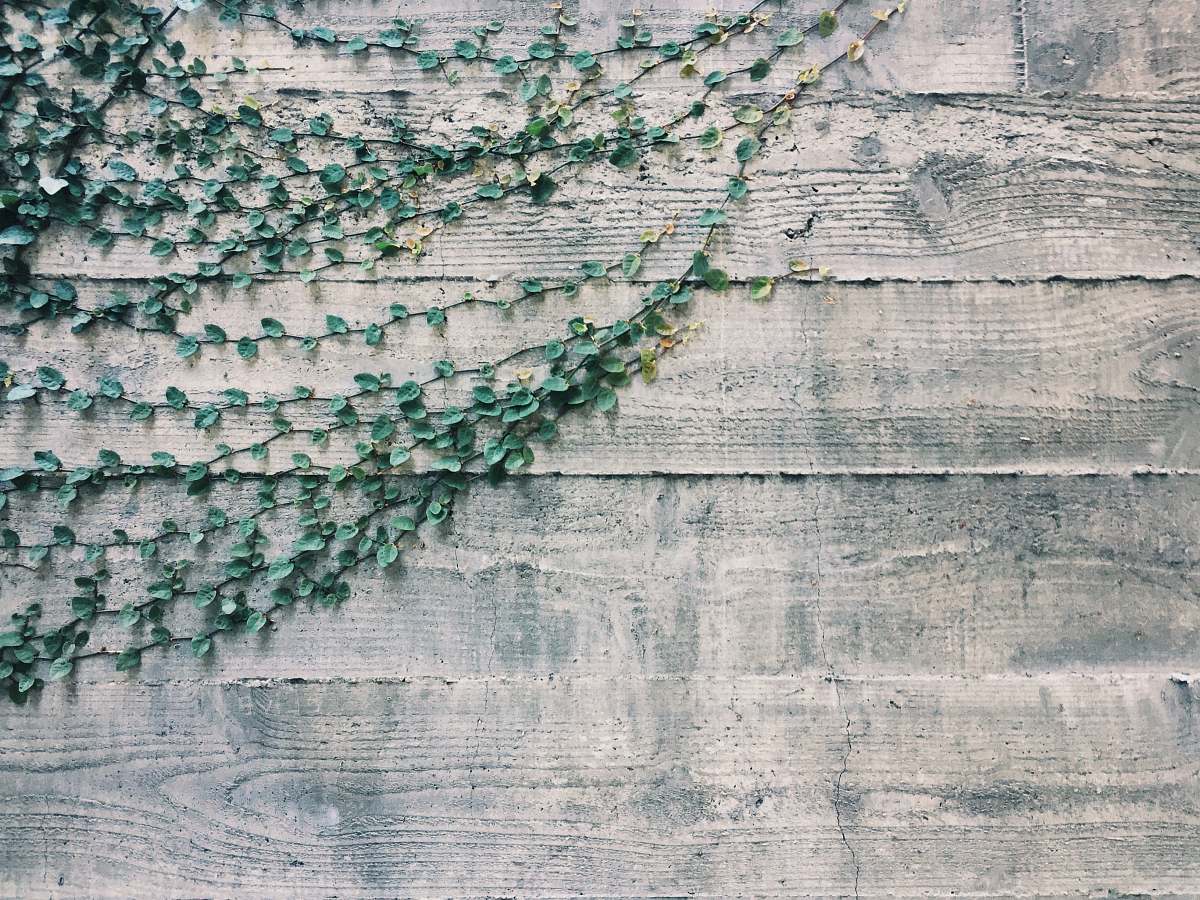 grey green plants on beige wooden panel wall