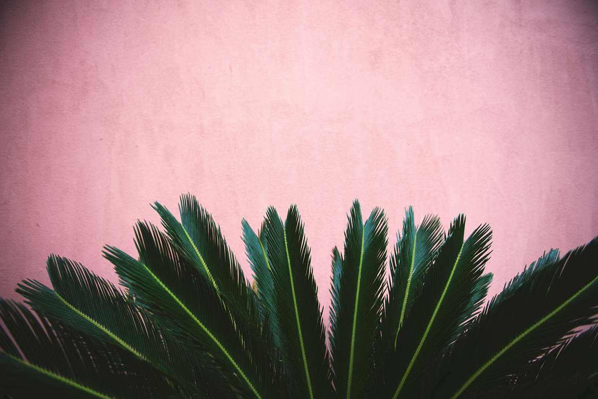 plant zago plant pink
