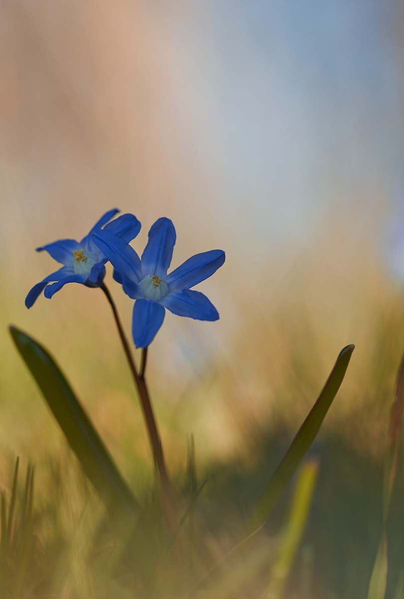 flora blue petaled flowers plant