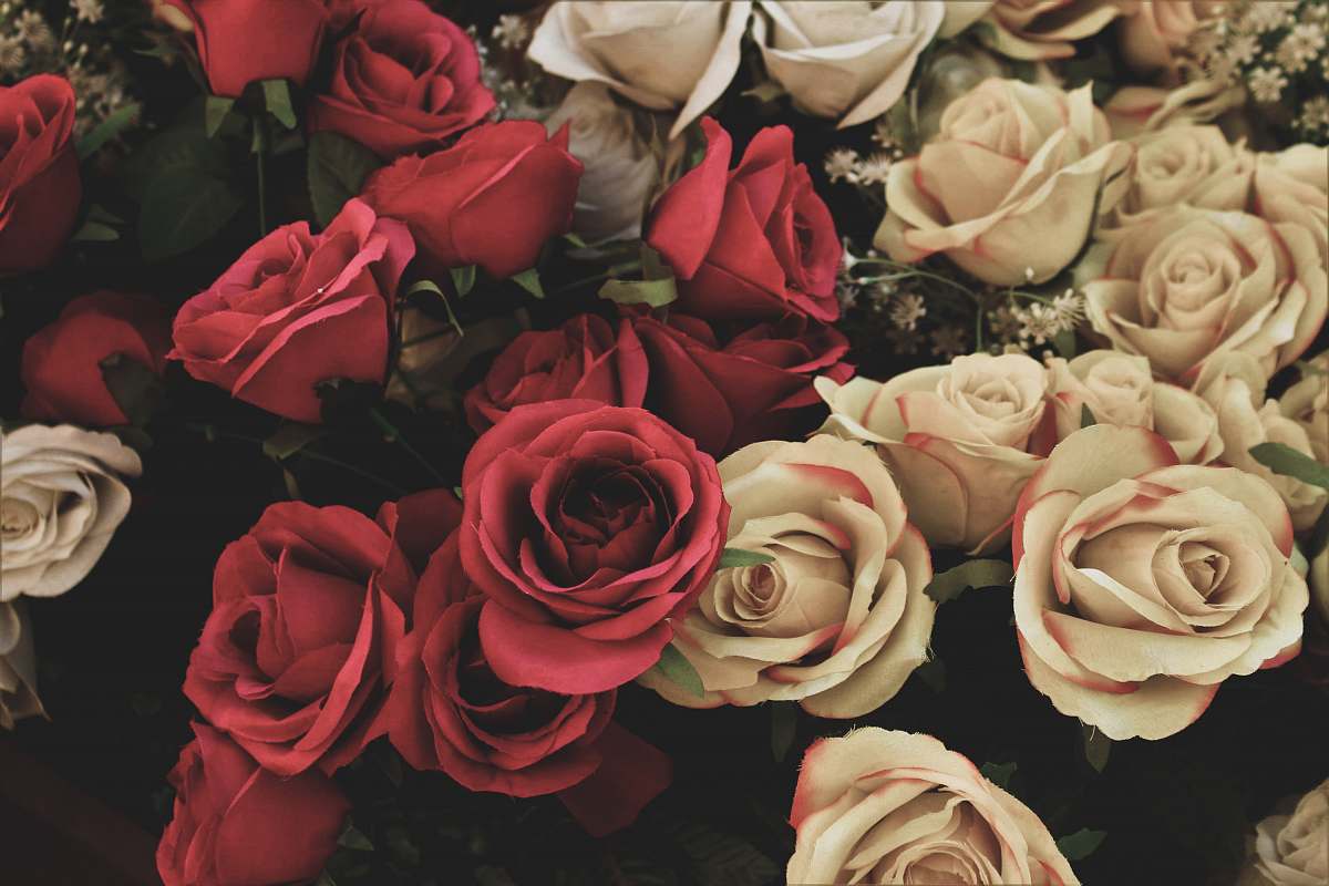 rose assorted-color roses arangement blossom
