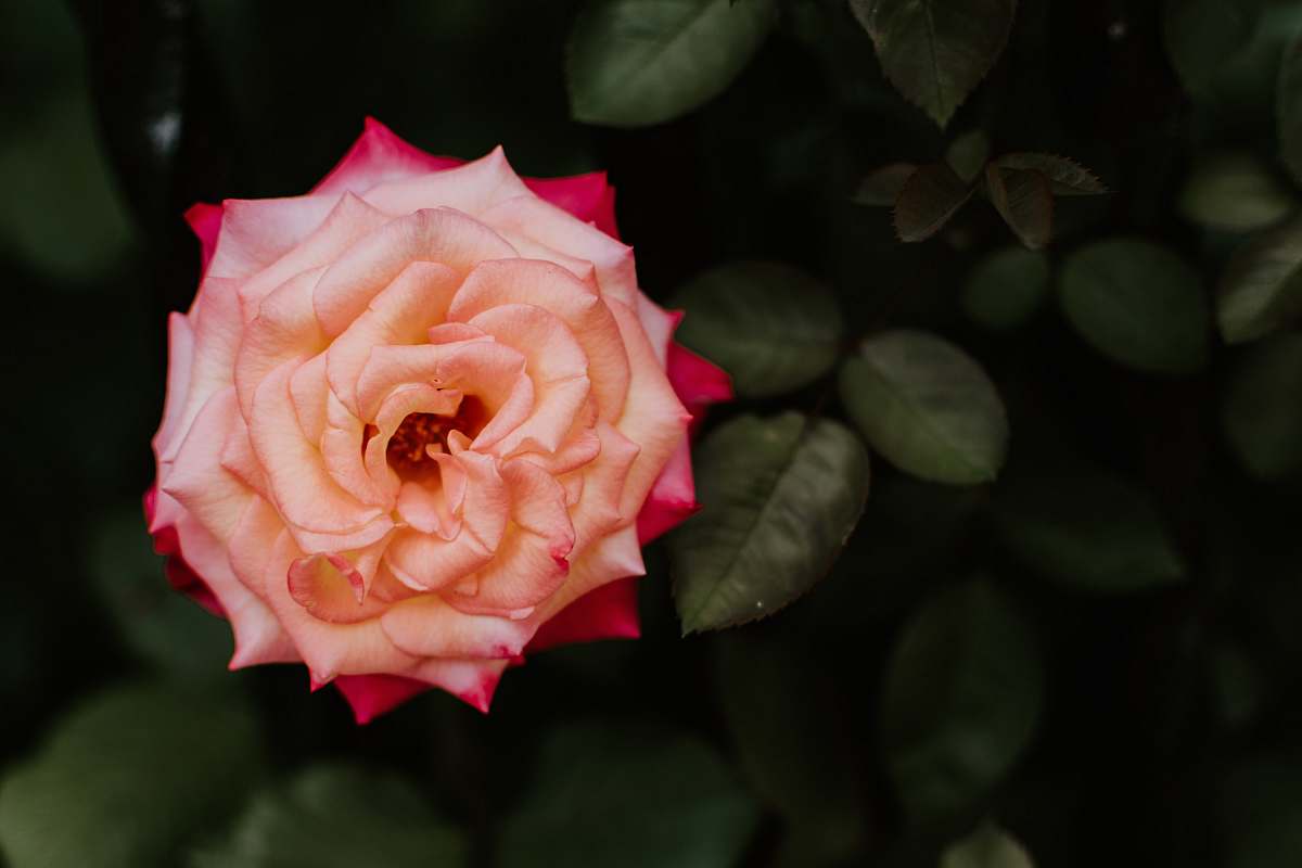 rose pink petaled flower plant