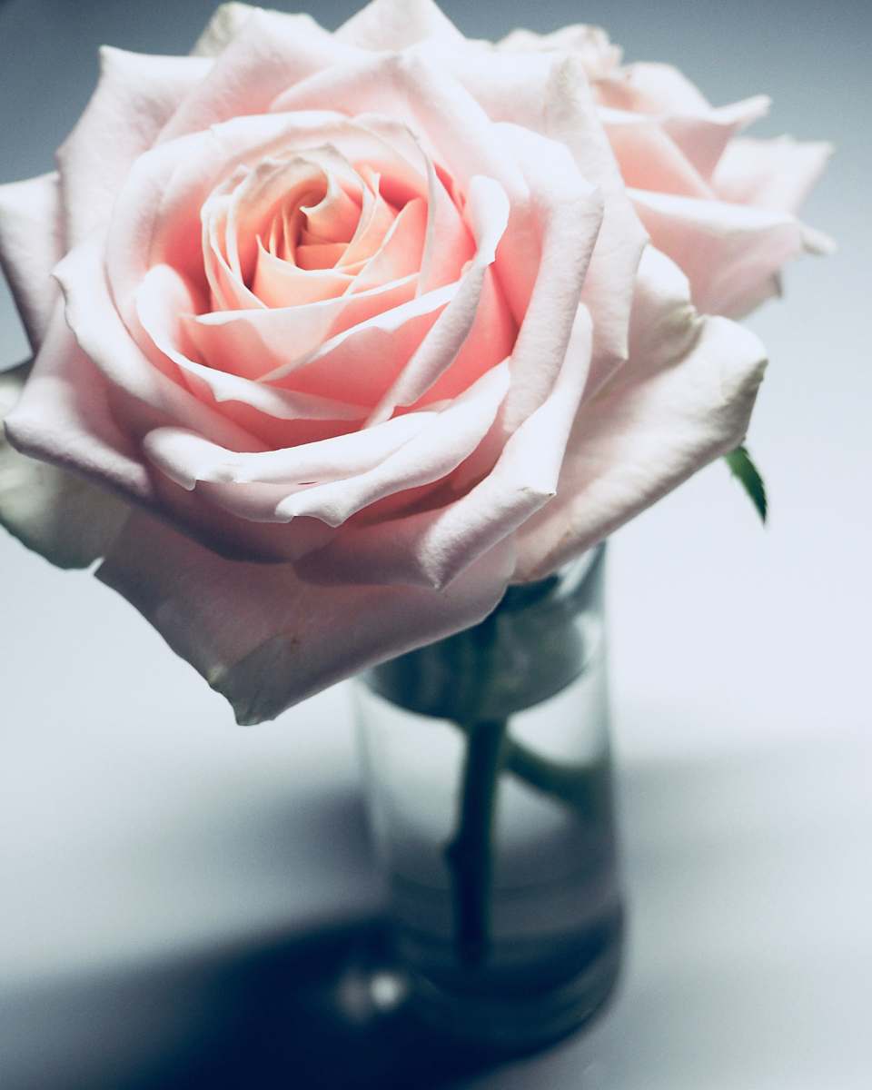 rose pink rose on clear glass vase floral