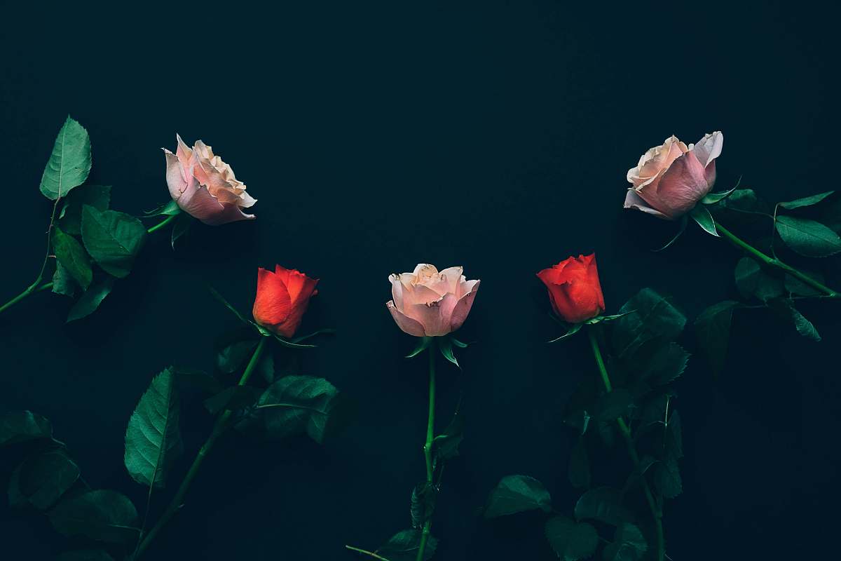 rose top view of two red and three pink roses on black surface flower