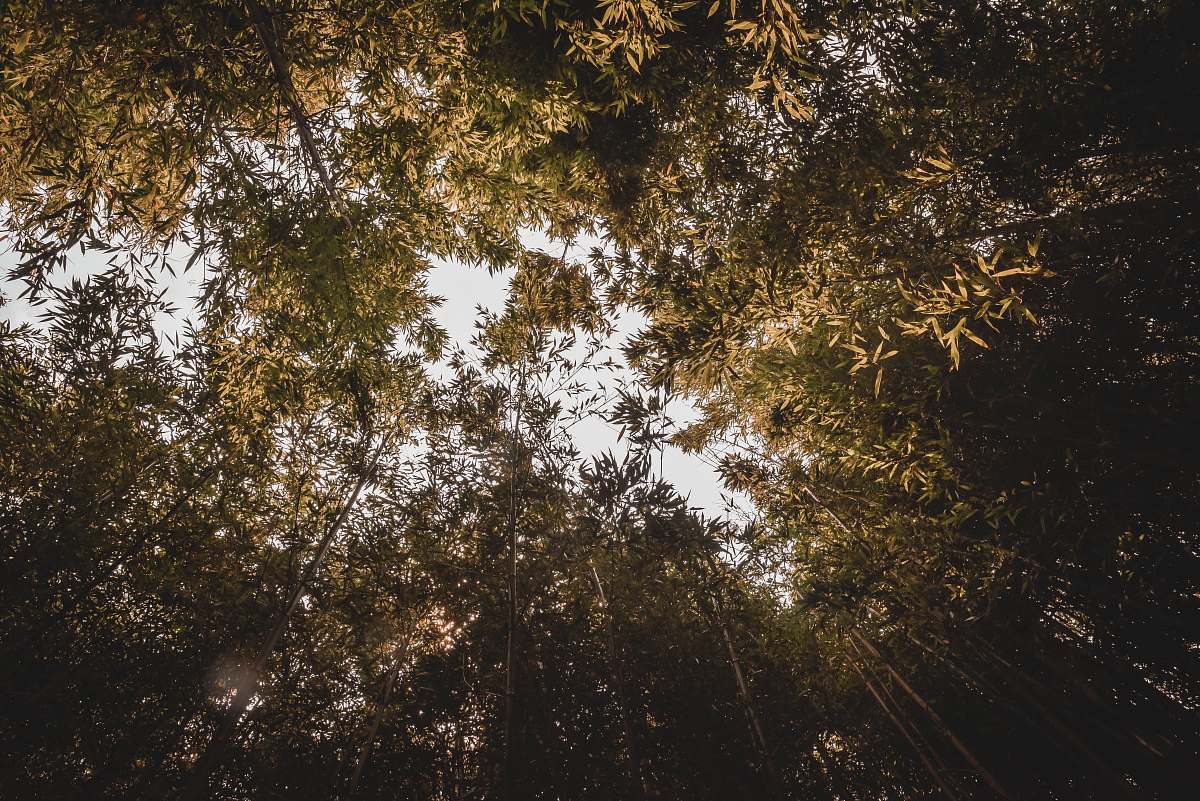 flare low-angle photography of green bamboo trees tree