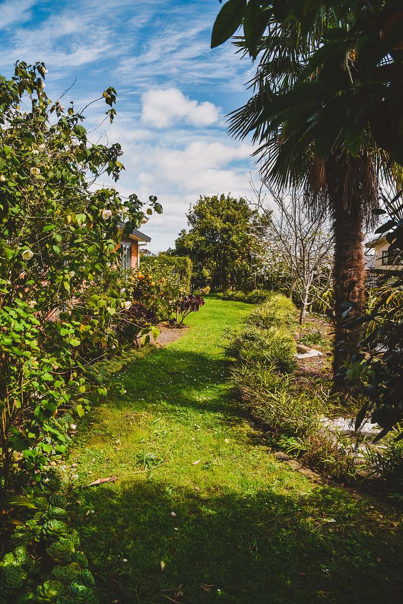 nature green grasses covered ground tree