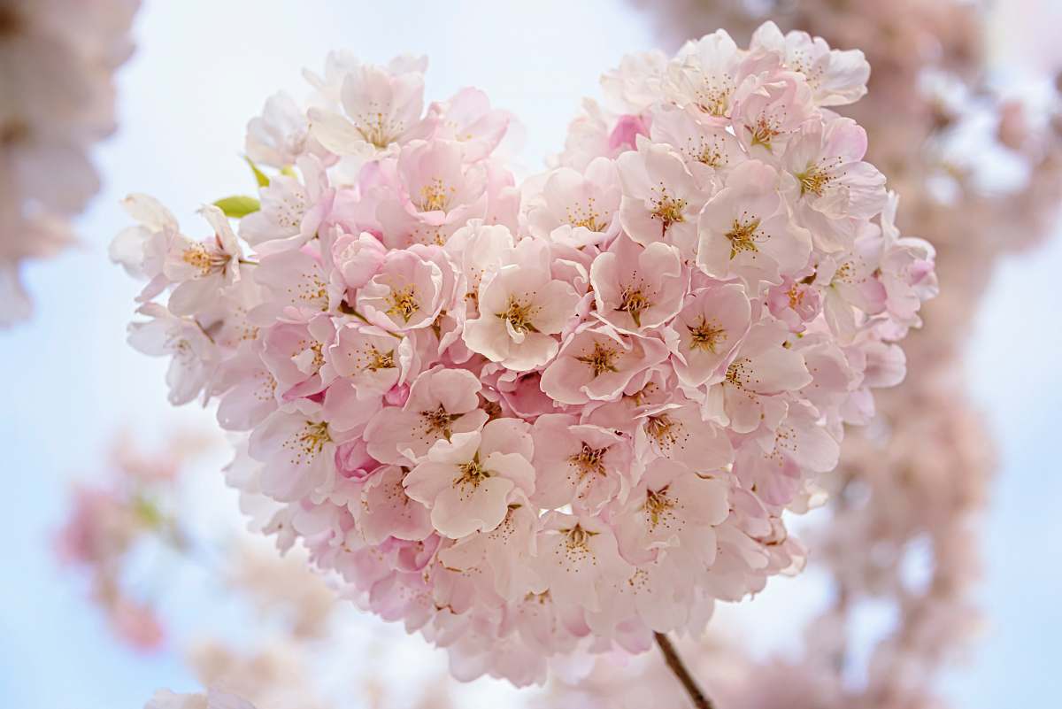 flower macro focus of pink flowers blossom