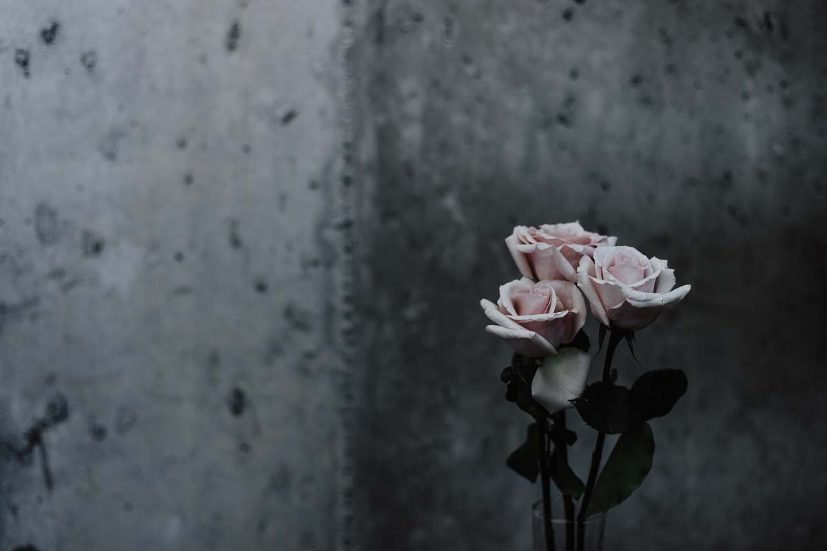 rose selective focus photography of pink roses beside gray concrete wall flower