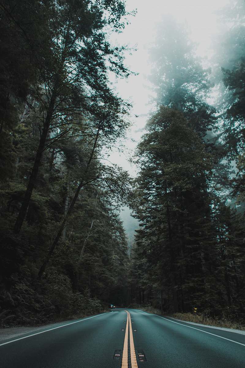 forest empty asphalt road between inline trees backgrounds