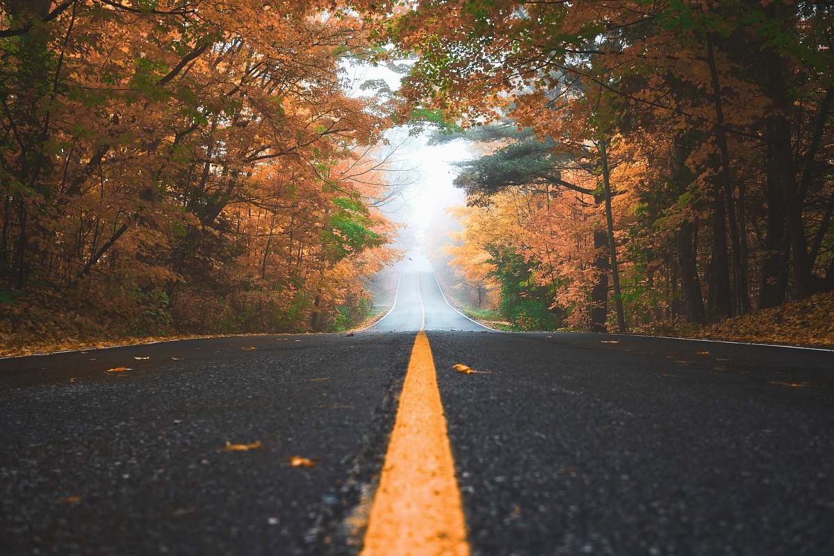 fall gray concrete road between brown and green leaf trees at daytime autumn