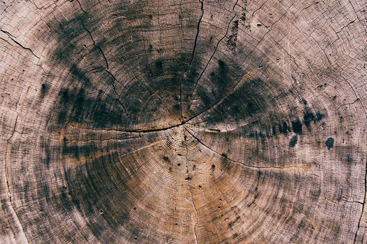 background round brown and black cut tree wood