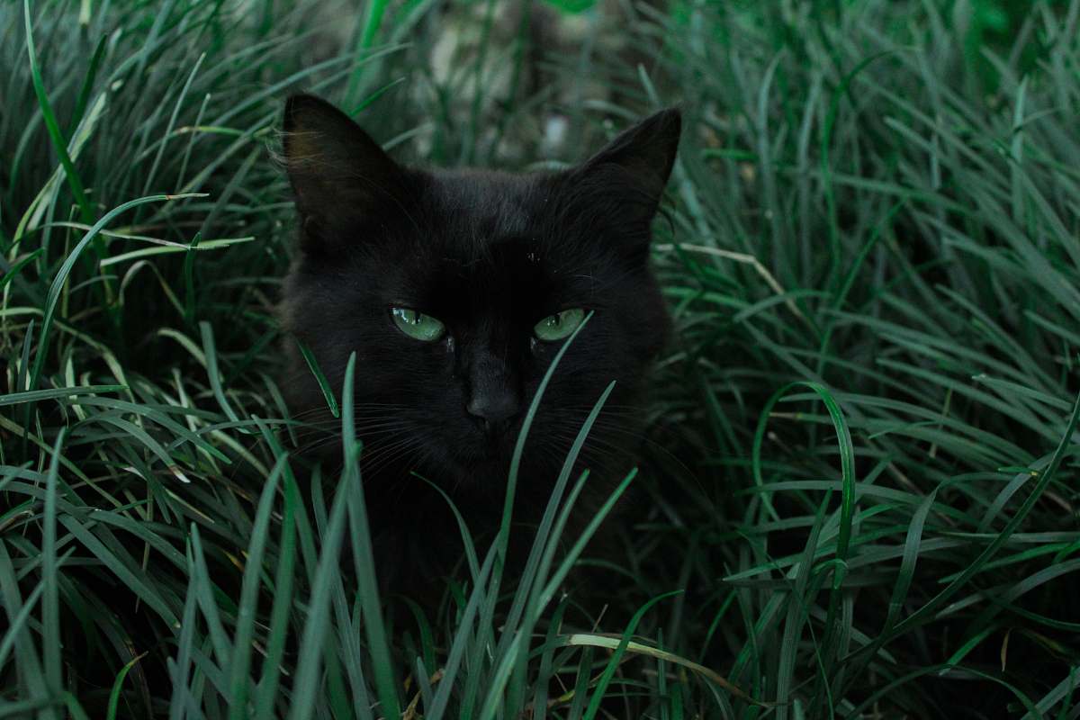 cat black cat hiding behind green grass black cat