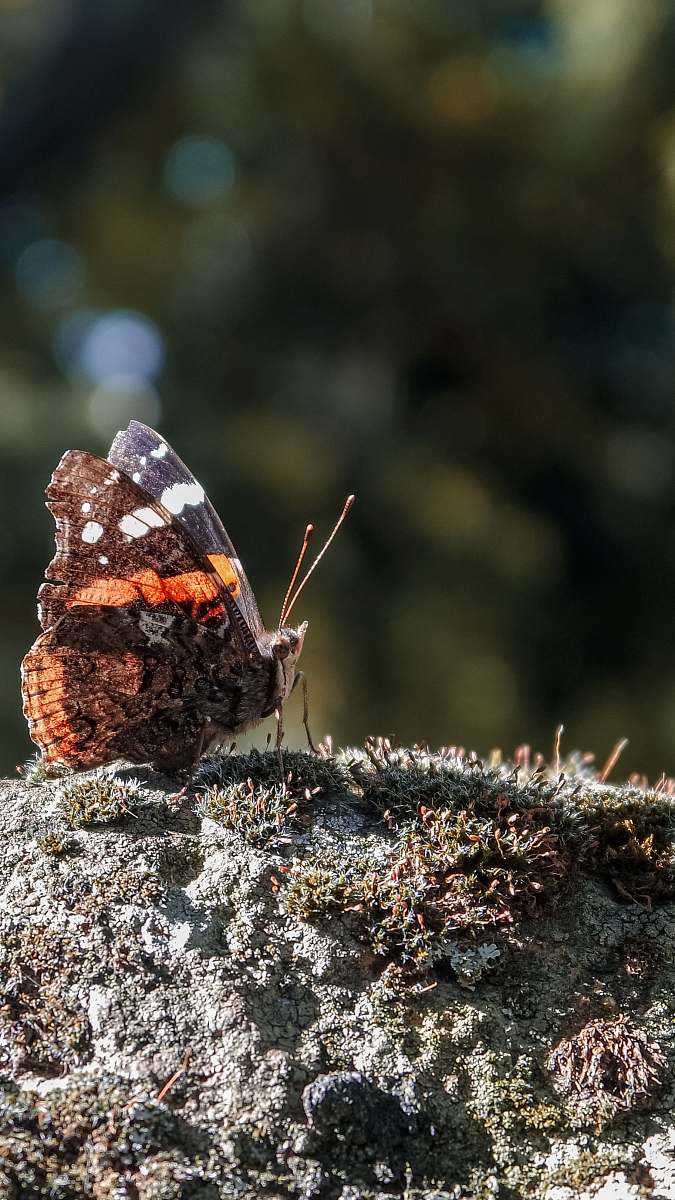 insect Vanessa atalanta butterfly on gray surface during daytime butterfly
