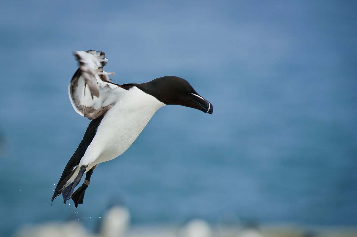 animal on flight black and white bird black