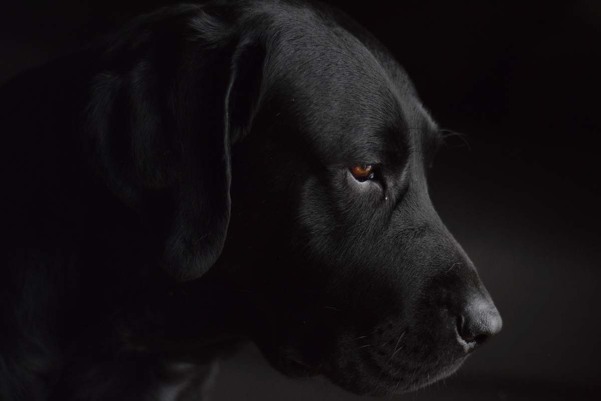 dog short-coated black dog animal
