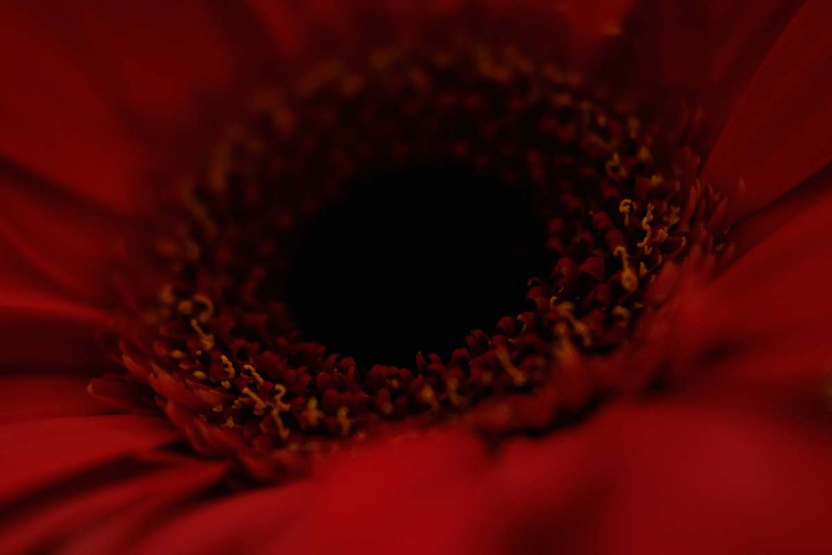 plant closeup photography of red-petaled flower pollen