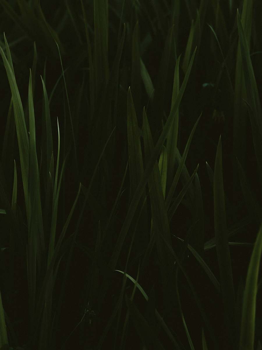plant green grass grass