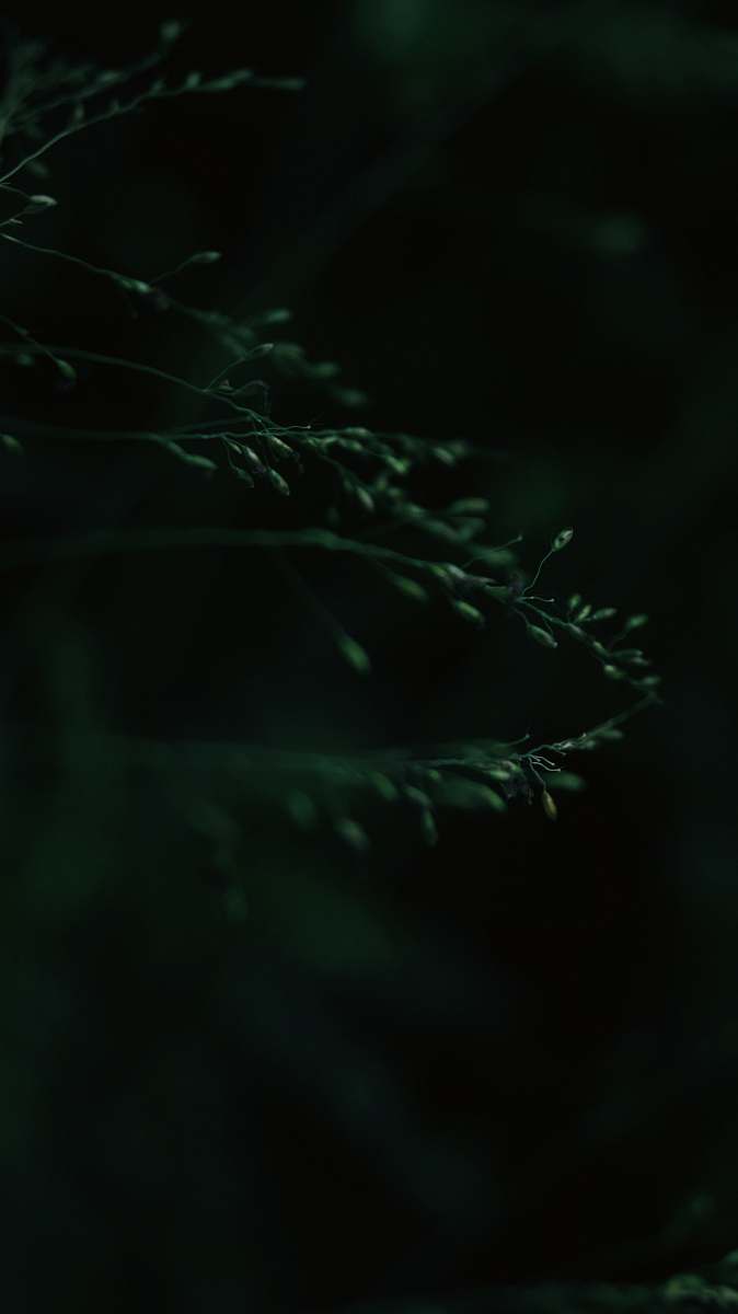 eroor green leafed tree in closeup photography kochi