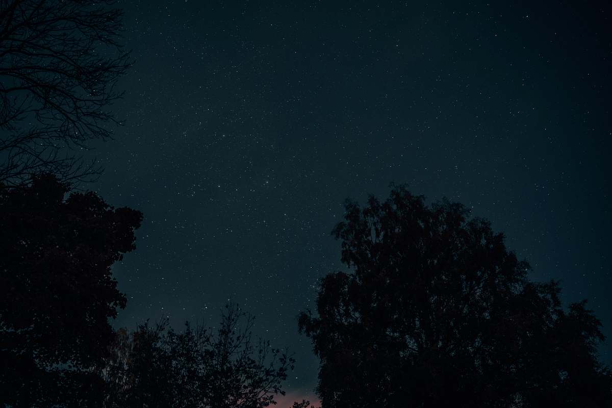 astronomy silhouette of trees night