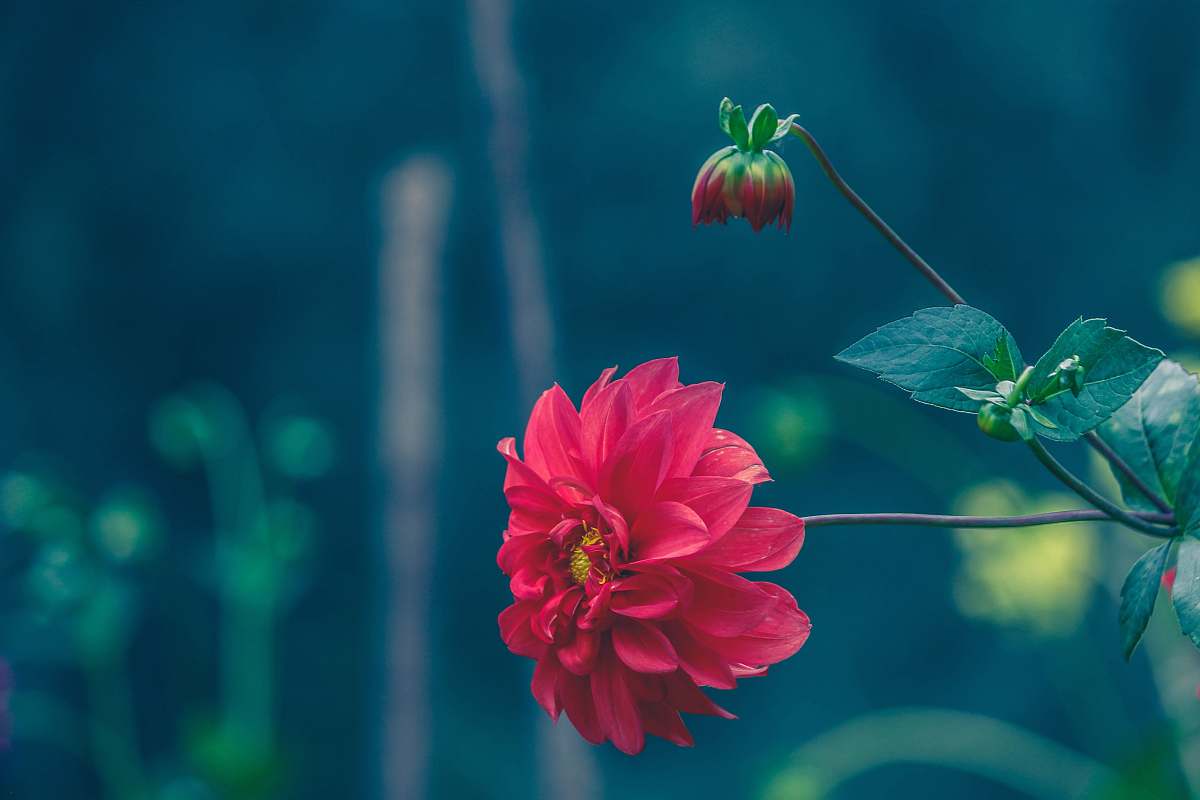 plant close-up photo of red petaled flower flower