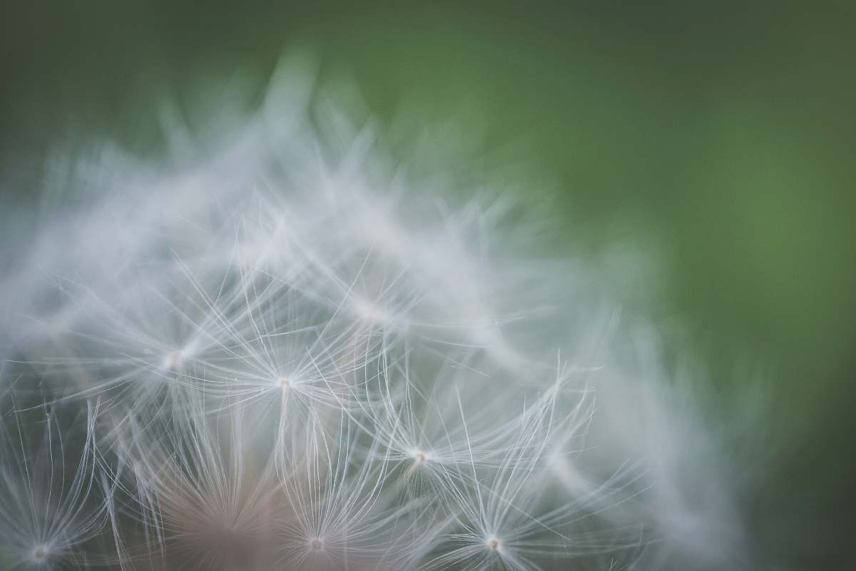 plant macro photography of dandelion dandelion