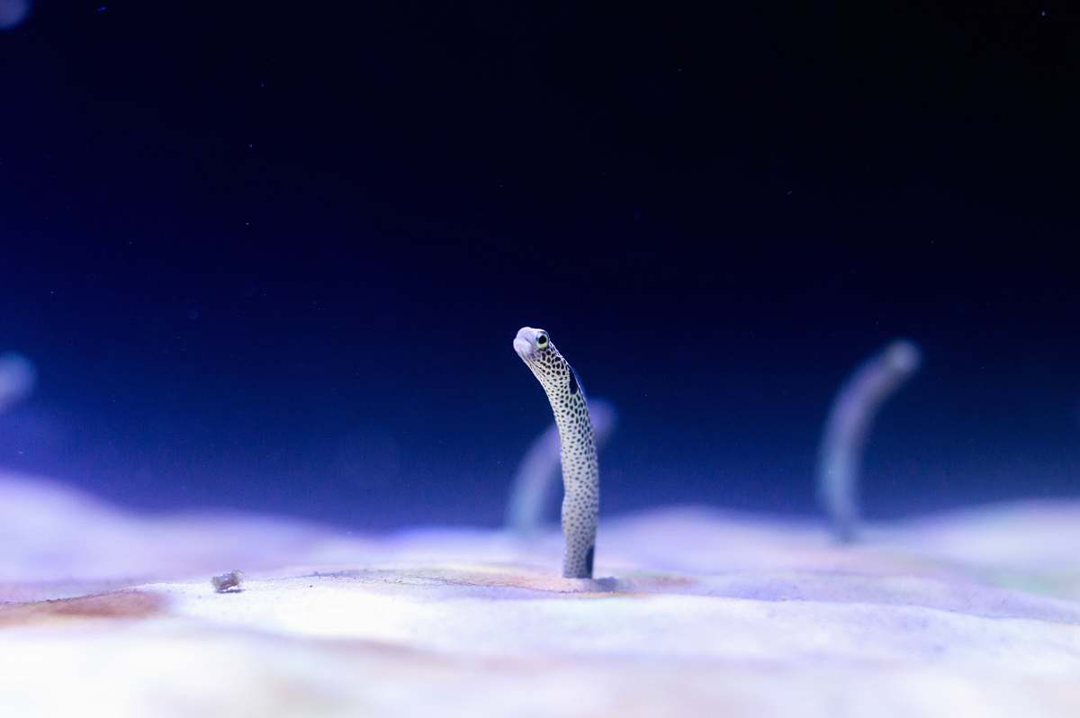 ocean micro photography of white marine creature water