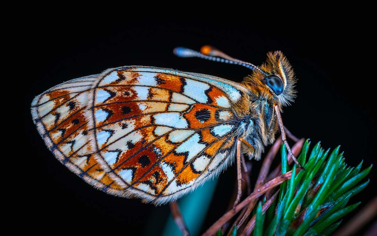 insect orange and white butterfly on green and pink plant invertebrate