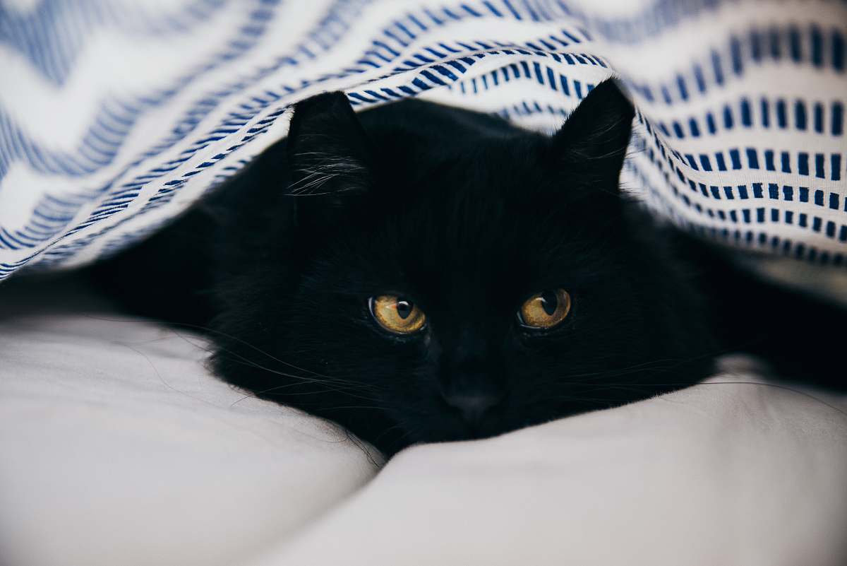 pet close-up photography of bombay cat animal