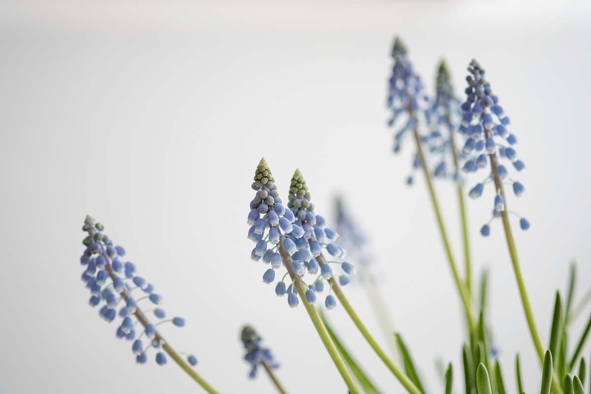 plant photo of blue flowers flower