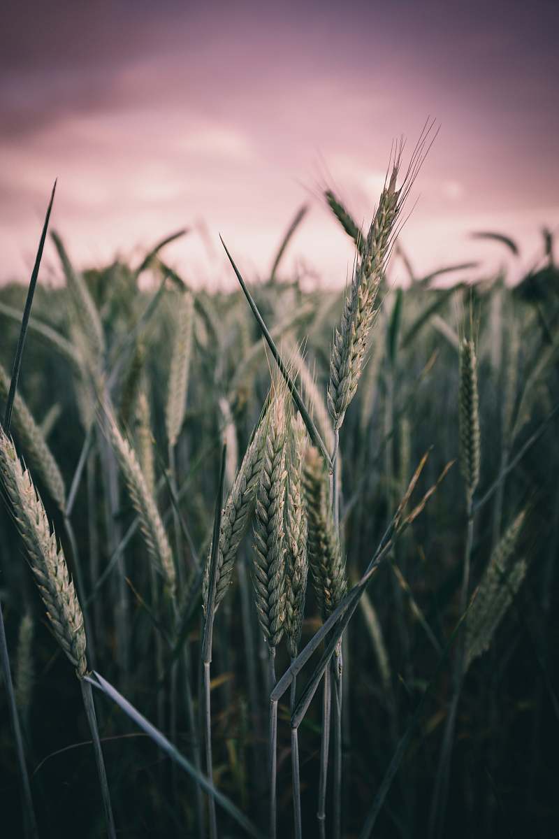plant rye during sunset grass