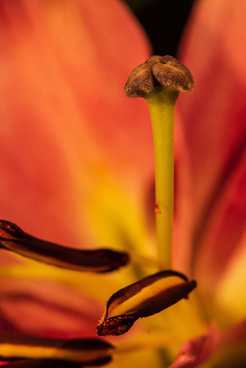 plant shallow focus photography of plant pollen