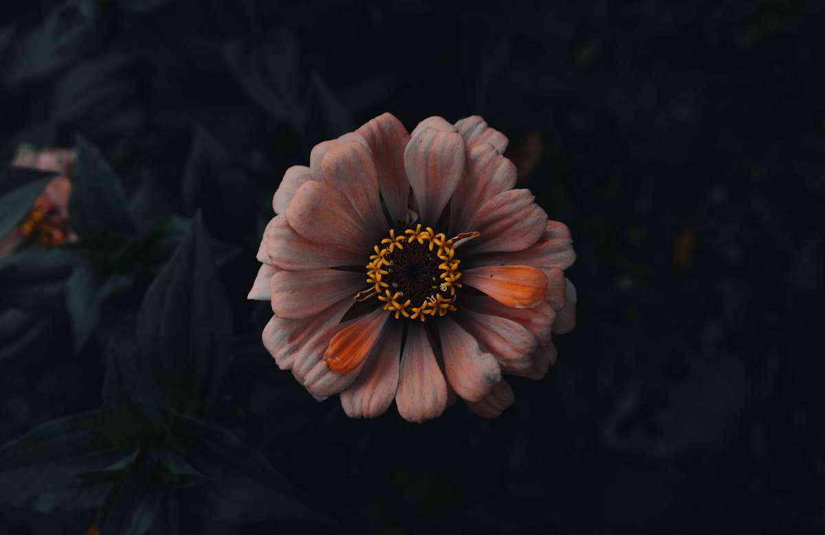 blossom orange and white petaled flower treasure flower