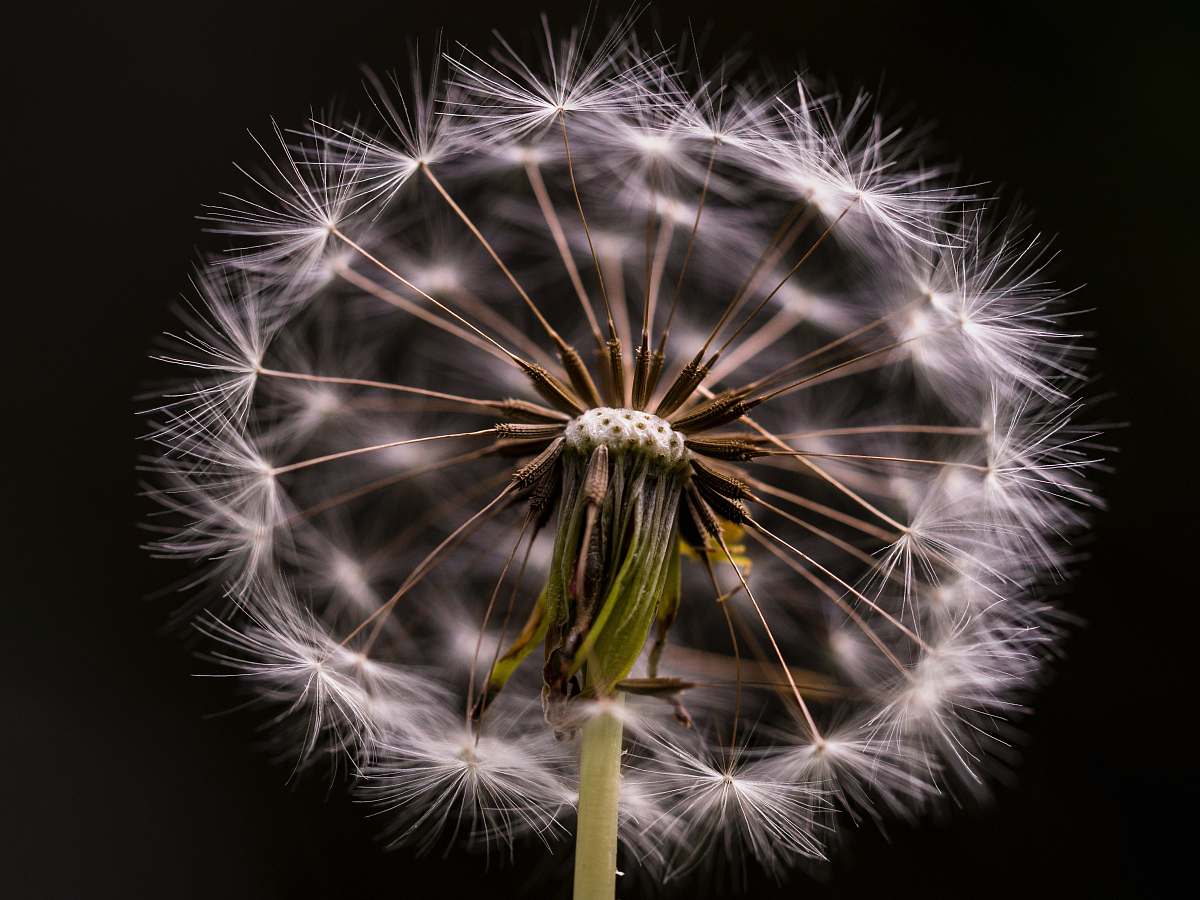 plant white flower dandelion