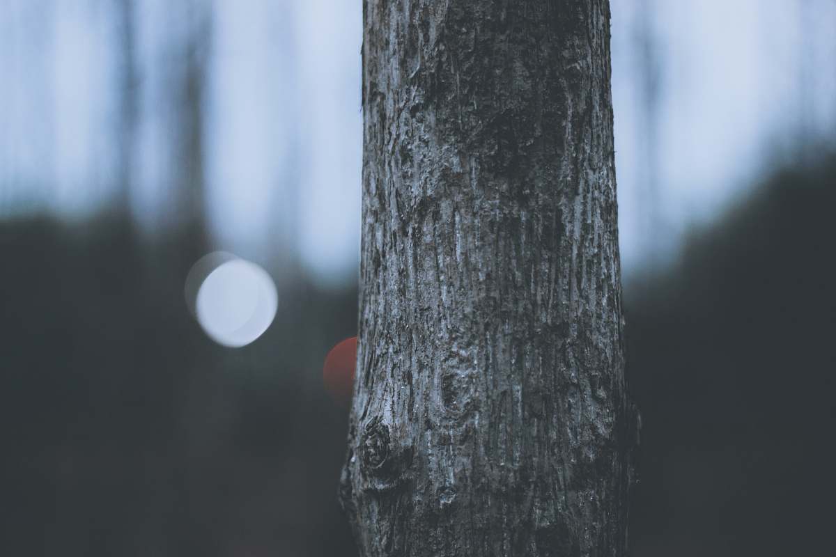 trunk shallow focus photography of tree body tree