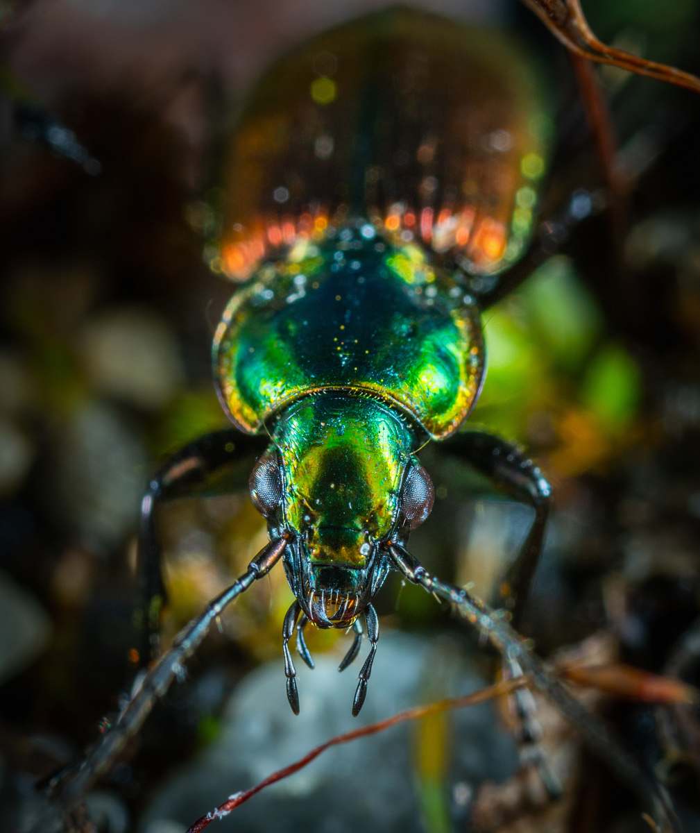 beetle green and orange beetle closeup