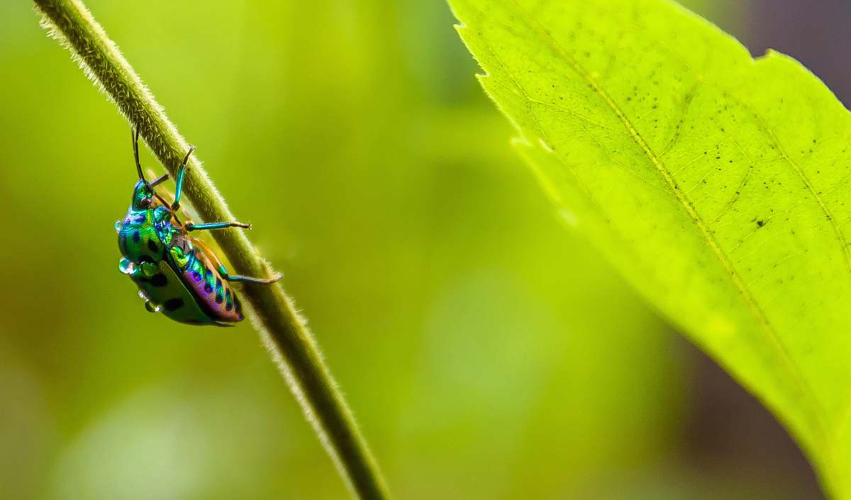green irisdescent insect on leaf branch sanjay gandhi national park