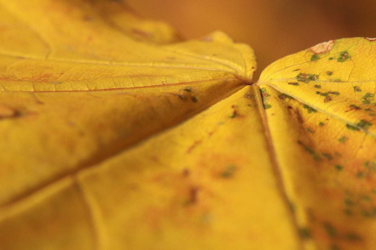 yellow close up photography of yellow leaf maple leaf