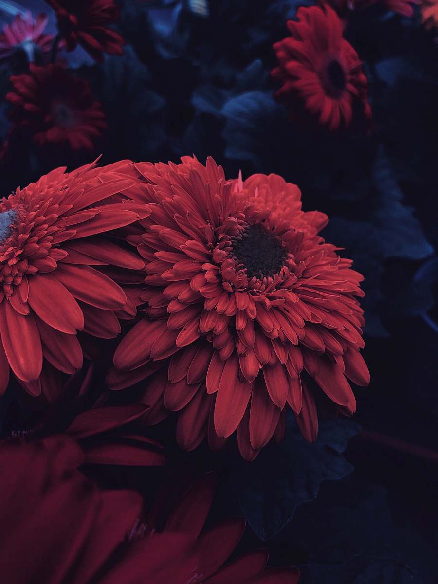 flower red petaled flowers person