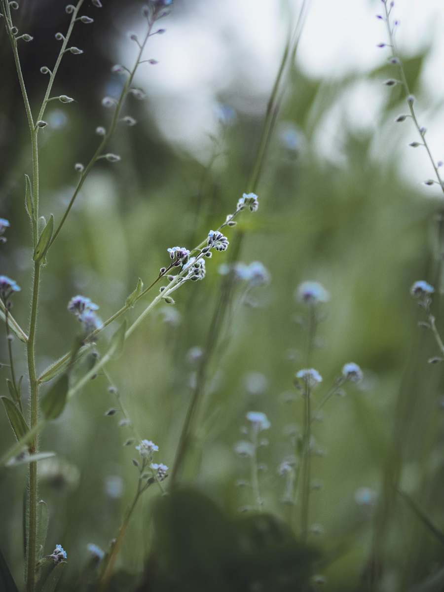 flower shallow focus photography of flowers grass