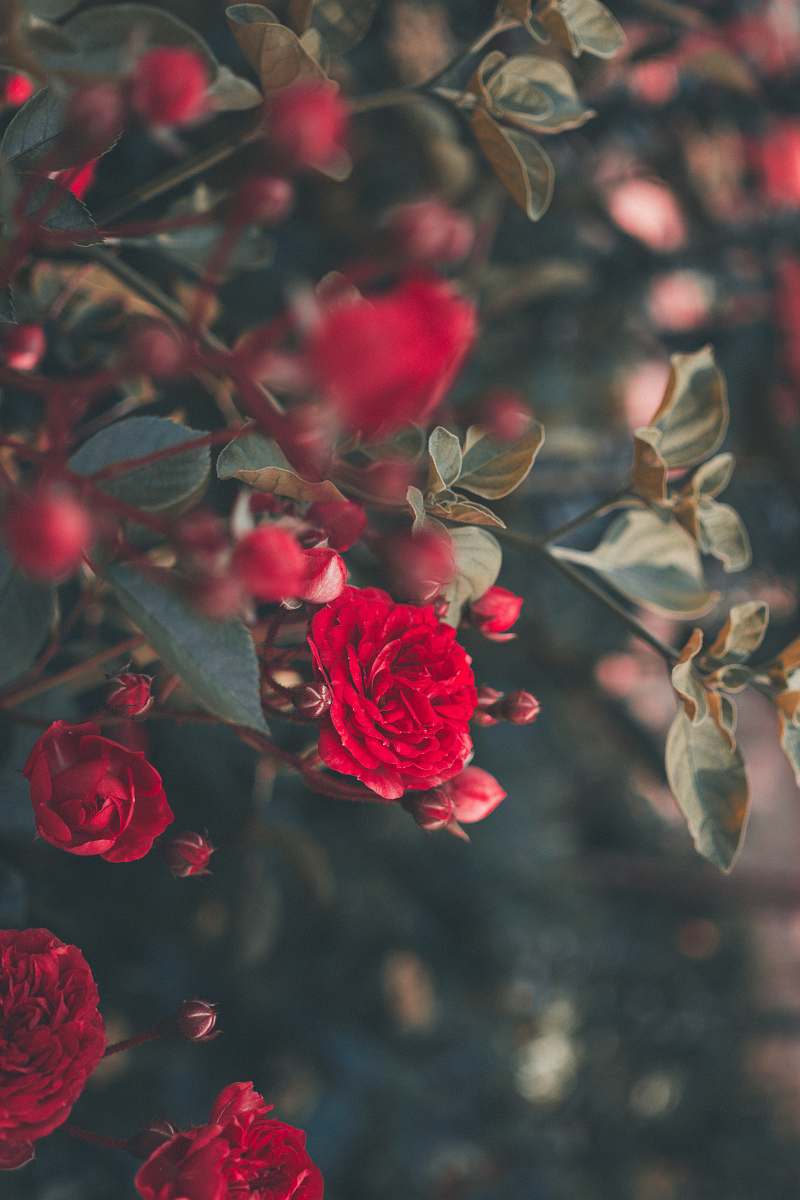 rose blooming red roses blossom