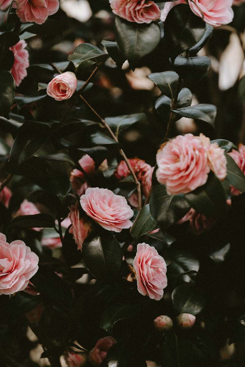 blossom close view of pink garden roses plant