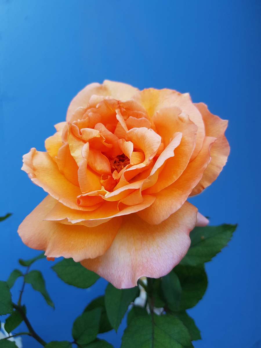 rose closeup of orange petaled flower plant