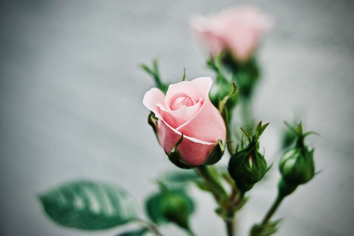 plant depth of field photography of pink rose blossom