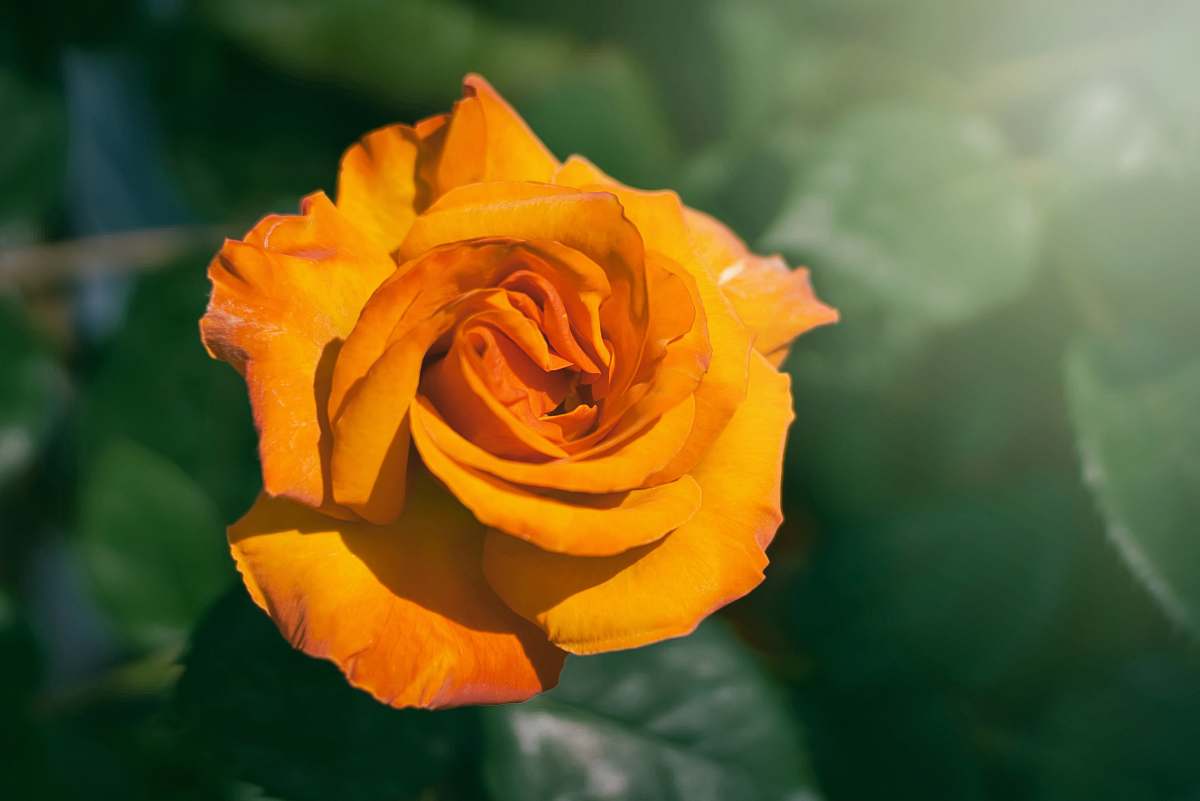 rose orange rose blossom