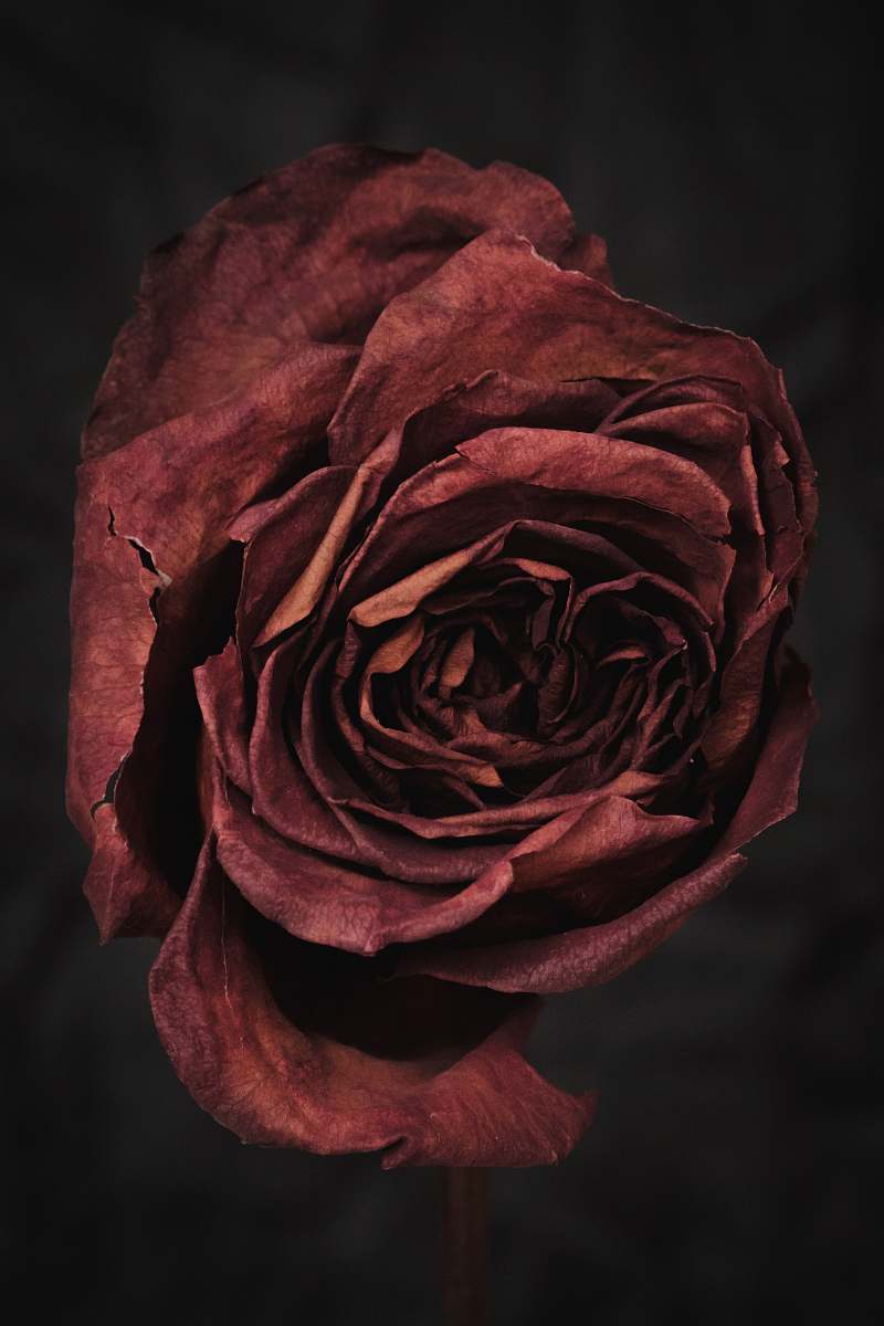 rose photo of red rose plant