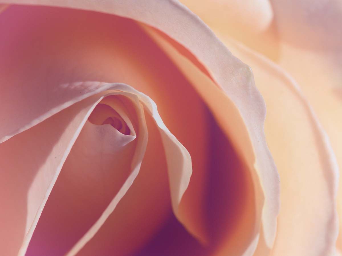 rose pink flower blossom