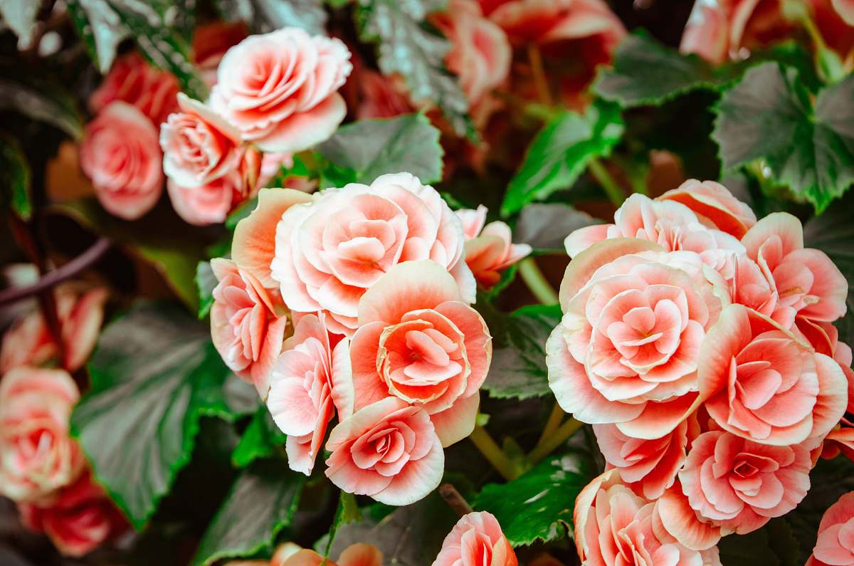 rose pink flowers with green leaves blossom
