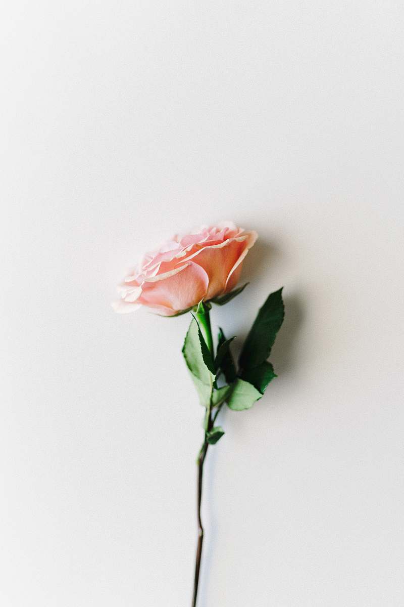 rose pink petaled flower on white surface blossom